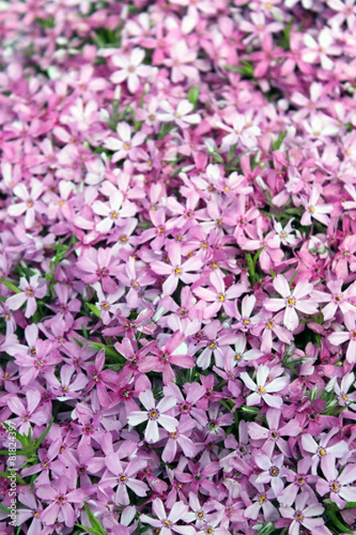 Obraz Płomyk szydlasty