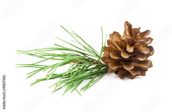 Obraz pine cone isolated on white background