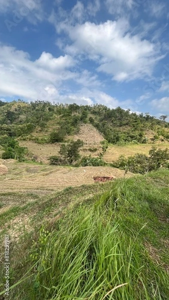 Obraz landscape with grass