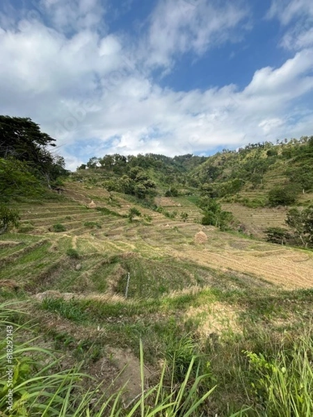 Obraz landscape with grass