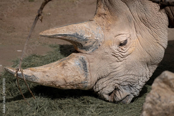 Fototapeta Rhino general shot at the zoo, close up, eating
