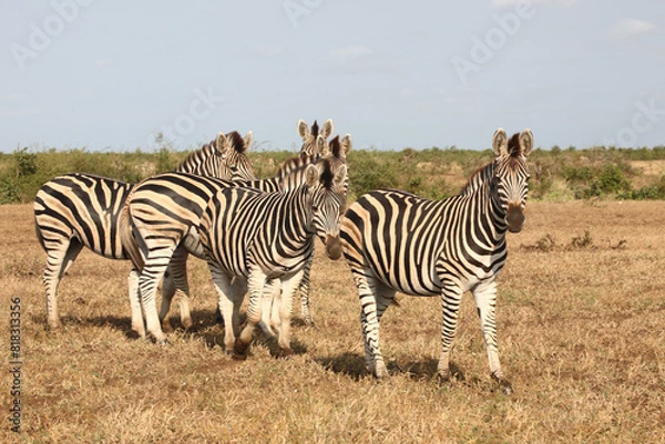 Obraz Steppenzebra / Burchell's zebra / Equus quagga burchellii