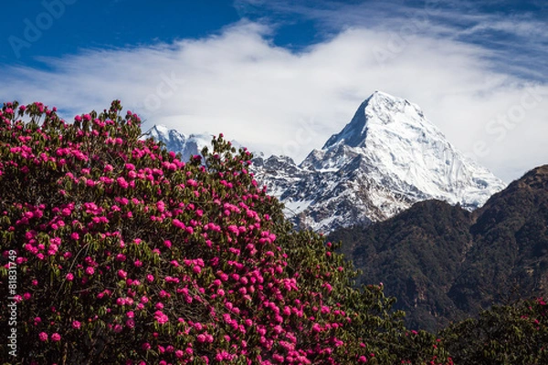 Fototapeta Panorama of the Himalayas in Nepal spring