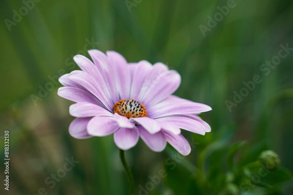 Fototapeta Single Margarita Plus Zebra Pink Cape Daisy. Dreamy look, shallow depth of field.