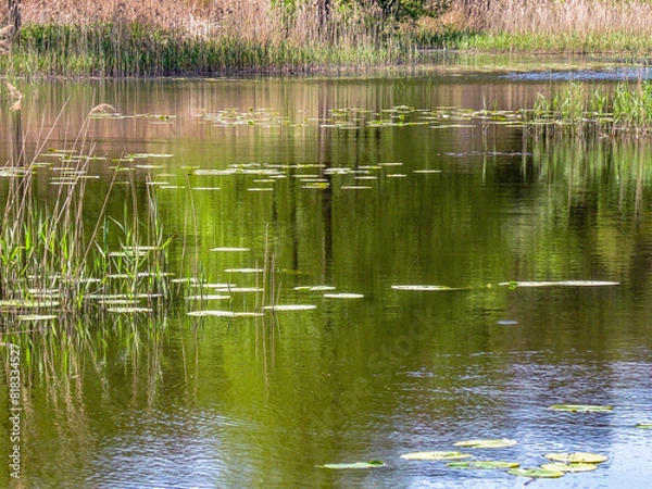 Fototapeta Poznań, the Cybina River valley, Olszak, view of the pond with lush vegetation in the rays of the spring sun