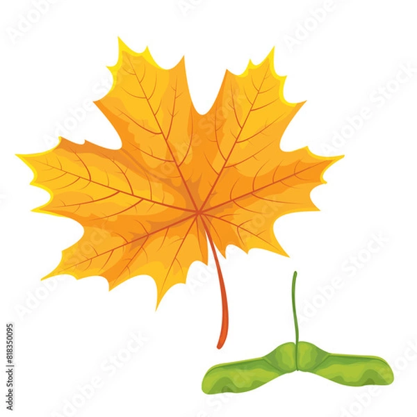 Obraz Botanic illustration maple leaf with maple seeds
