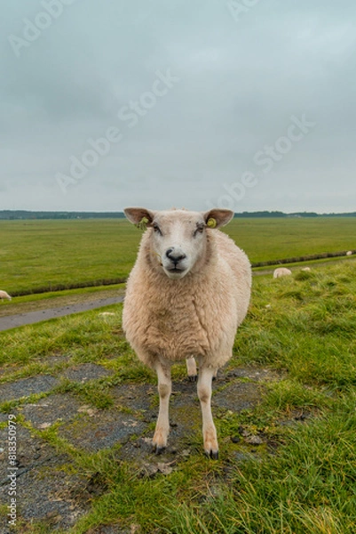 Fototapeta Sheep at Terschelling island in the Wadden Sea - Holland or the Netherlands