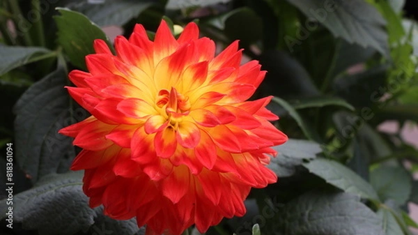 Fototapeta A red. orange chrsyanthemum blooming in a garden