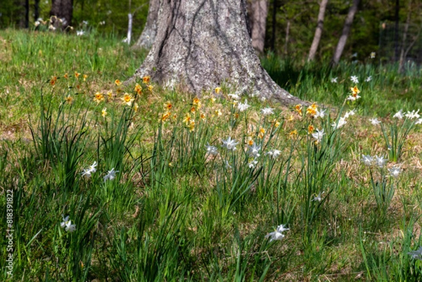 Obraz flowers in the grass