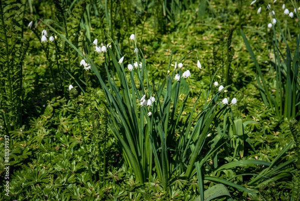 Obraz snowdrops in the forest