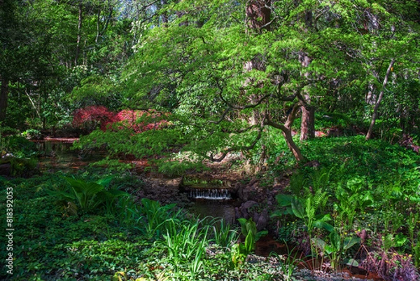 Obraz river in the park