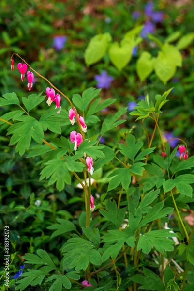 Obraz red and white flowers