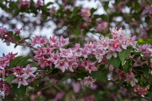 Fototapeta Beautiful shrubbery - pink flowers on a branch.