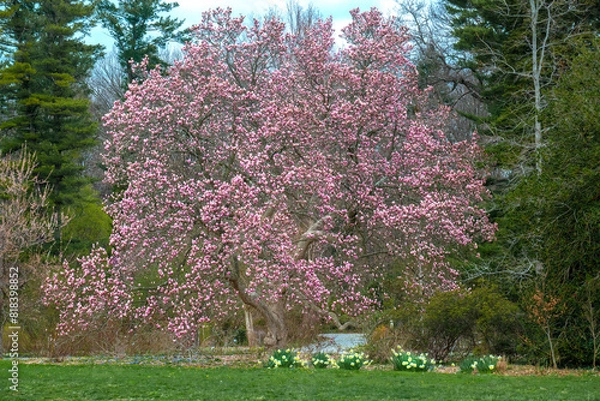 Obraz spring in the park