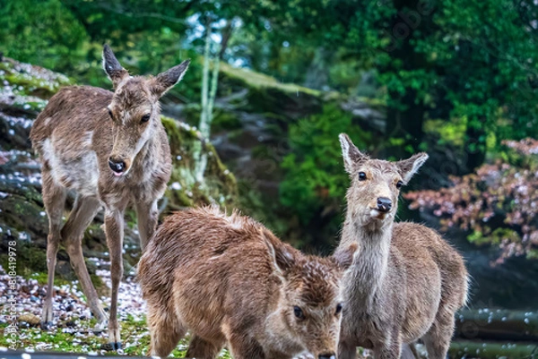 Fototapeta 新緑の鹿の群れ