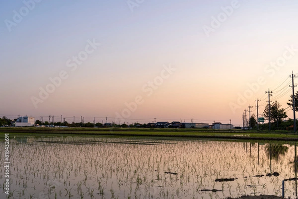 Obraz 夕焼けと水田　日本の田舎の風景
