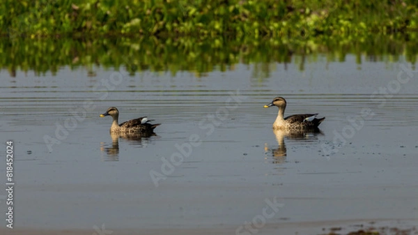 Fototapeta The Indian Spot-billed Duck (Anas poecilorhyncha) is a medium-sized dabbling duck with mottled brown plumage, a distinctive spotted bill, and a prominent white spot near the base of its bill. 