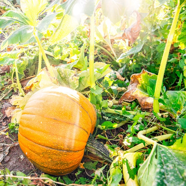 Fototapeta Pumpkin in field in October on the fine at sunset symbolizing fall and Halloween. On the Sonoma Farm Trail in Northern California High quality 