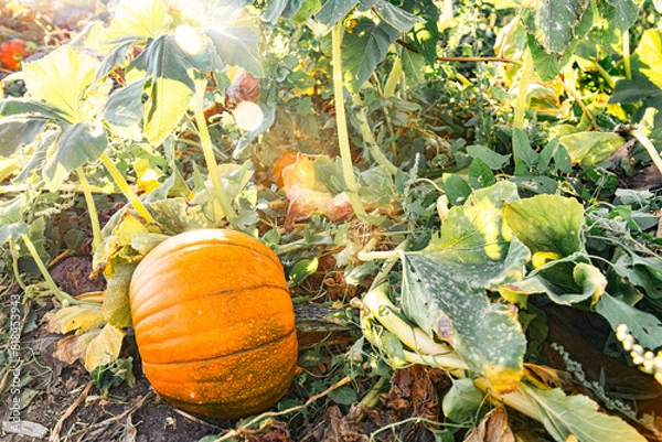 Obraz Pumpkin in field in October on the fine at sunset symbolizing fall and Halloween. On the Sonoma Farm Trail in Northern California High quality 