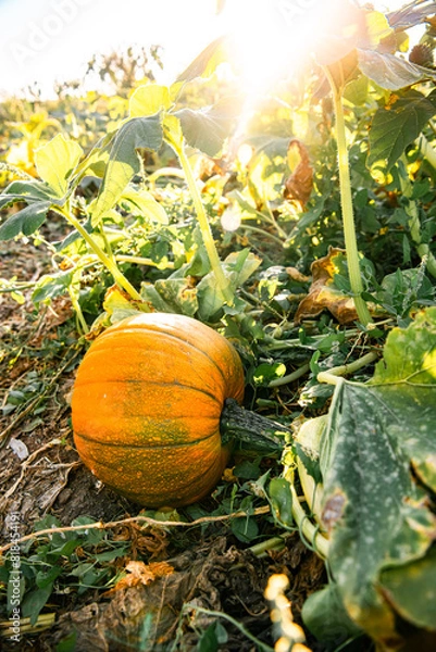 Obraz Pumpkin in field in October on the fine at sunset symbolizing fall and Halloween. On the Sonoma Farm Trail in Northern California High quality 