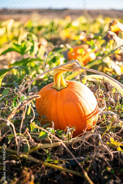 Fototapeta Pumpkin in field in October on the fine at sunset symbolizing fall and Halloween. On the Sonoma Farm Trail in Northern California High quality 