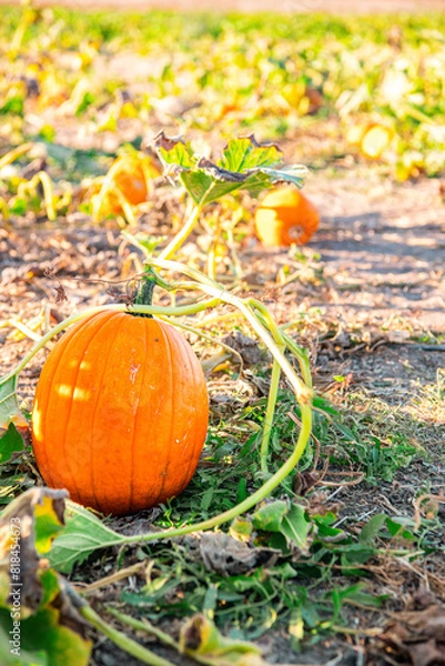 Obraz Pumpkin in field in October on the fine at sunset symbolizing fall and Halloween. On the Sonoma Farm Trail in Northern California High quality 