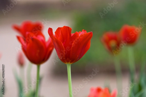 Obraz Red Tulips