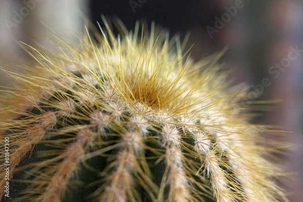 Obraz cactus detail
