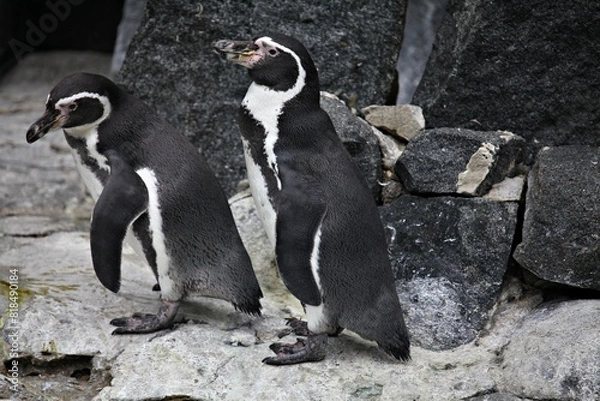 Obraz penguin on the rocks