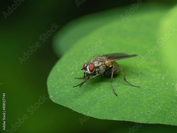 Fototapeta P5130207 Tachinid fly, Tachinidae, on leaf, cECP 2024