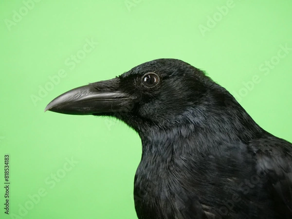 Obraz ハシボソガラスの横顔のアップ