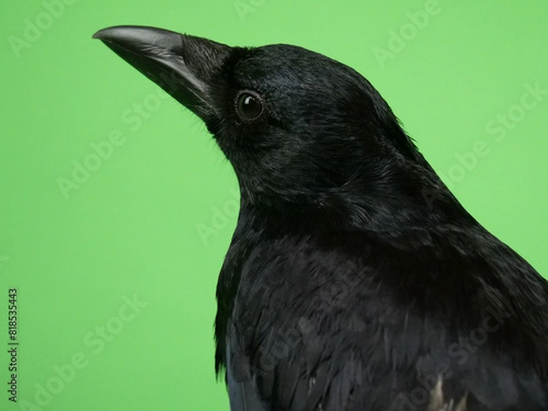 Obraz ハシボソガラスのアップ