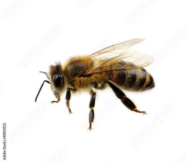 Fototapeta Bee