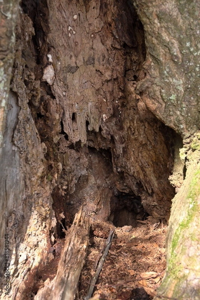 Fototapeta 木のほこら
