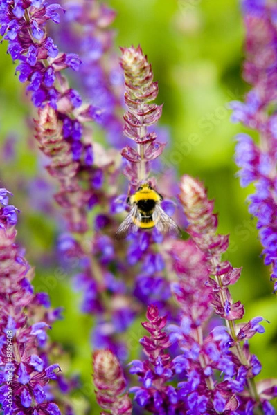 Obraz Bee and lavender