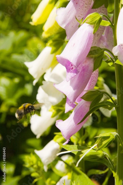 Obraz Bee and flower