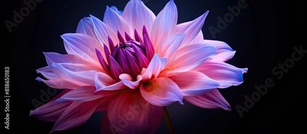 Fototapeta A beautiful flower with hues of purple and pink. with copy space image. Place for adding text or design