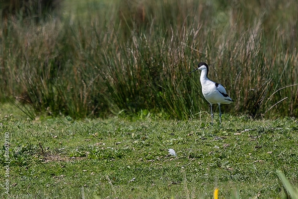 Obraz Säbelschnäbler