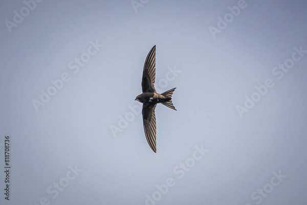 Fototapeta swallow