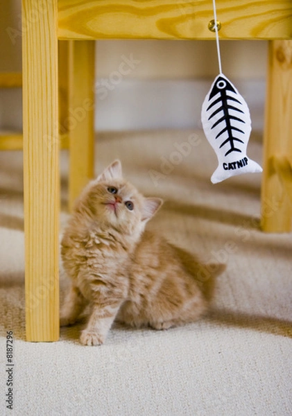 Obraz kitten fishing