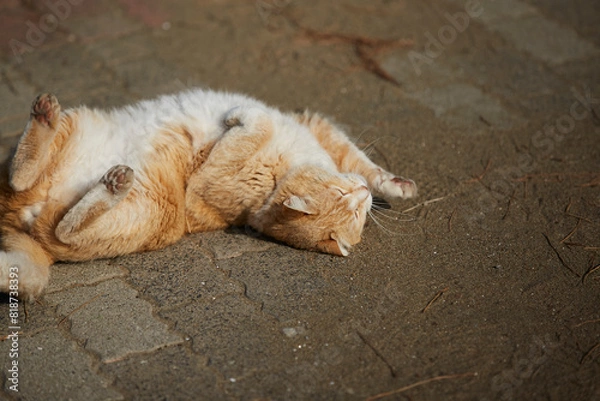 Fototapeta 寝転ぶ猫