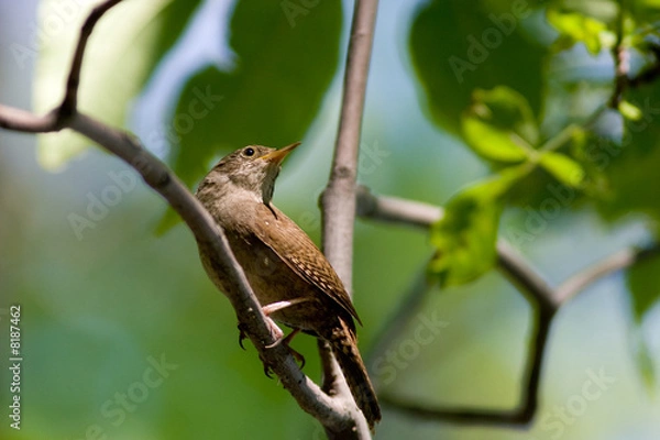 Fototapeta Marsh Wren