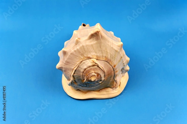 Obraz Seashell