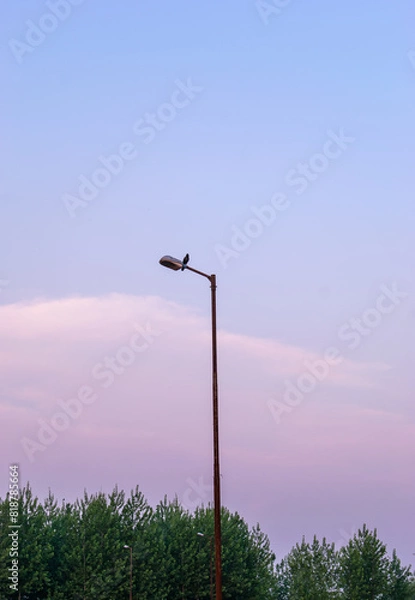 Fototapeta Light pole with pink sunset sky 