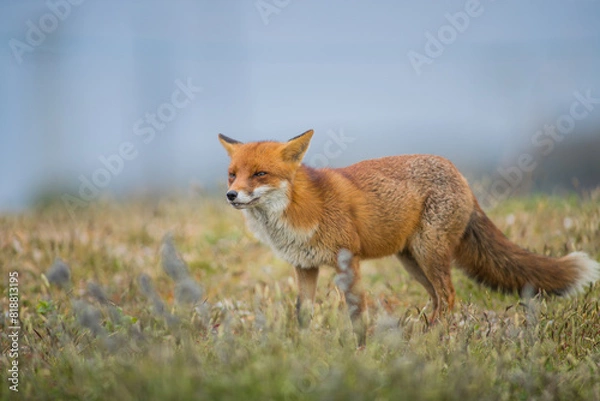Fototapeta Close up of a Red fox standing in green grass