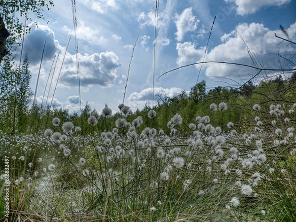 Obraz Wollgrasblüte