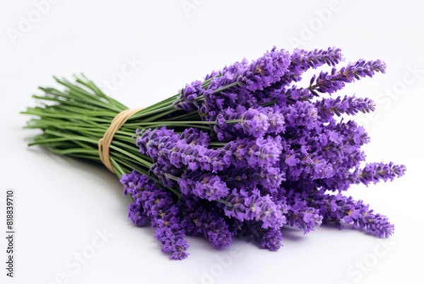 Obraz Lavender isolated on white background