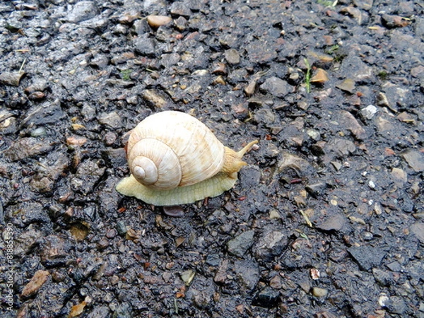Fototapeta Schnecke
