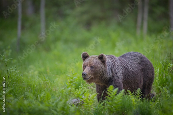 Fototapeta Brown bear - close encounter with a wild brown bear eating in the forest and mountains of the Notranjska region in Slovenia