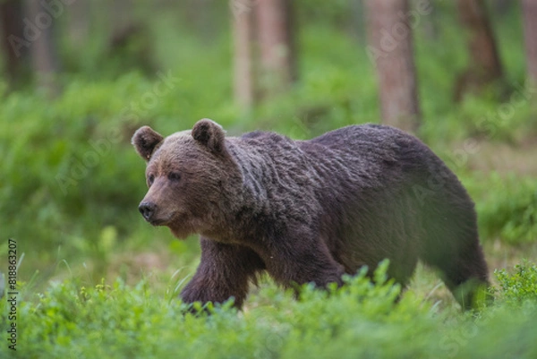 Fototapeta Brown bear - close encounter with a wild brown bear eating in the forest and mountains of the Notranjska region in Slovenia